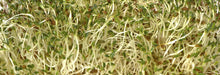 Load image into Gallery viewer, Microgreens by Slim Sprouts
